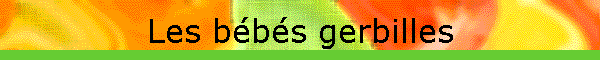 Les bbs gerbilles