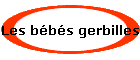 Les bbs gerbilles